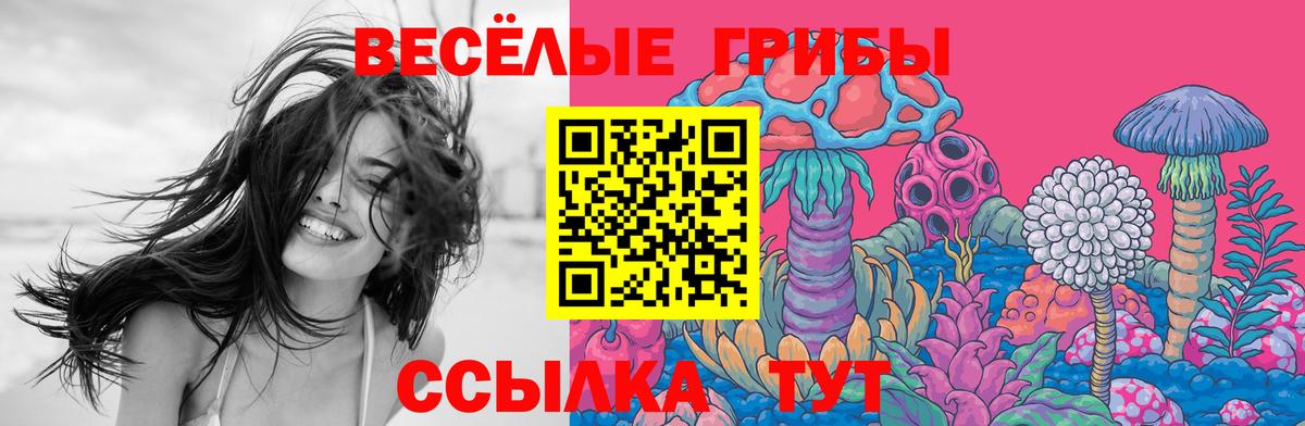 Камышин  Галлюциногенные грибы прущие грибы  Вход с VPN  Галлюциногенные грибы Psilocybe 