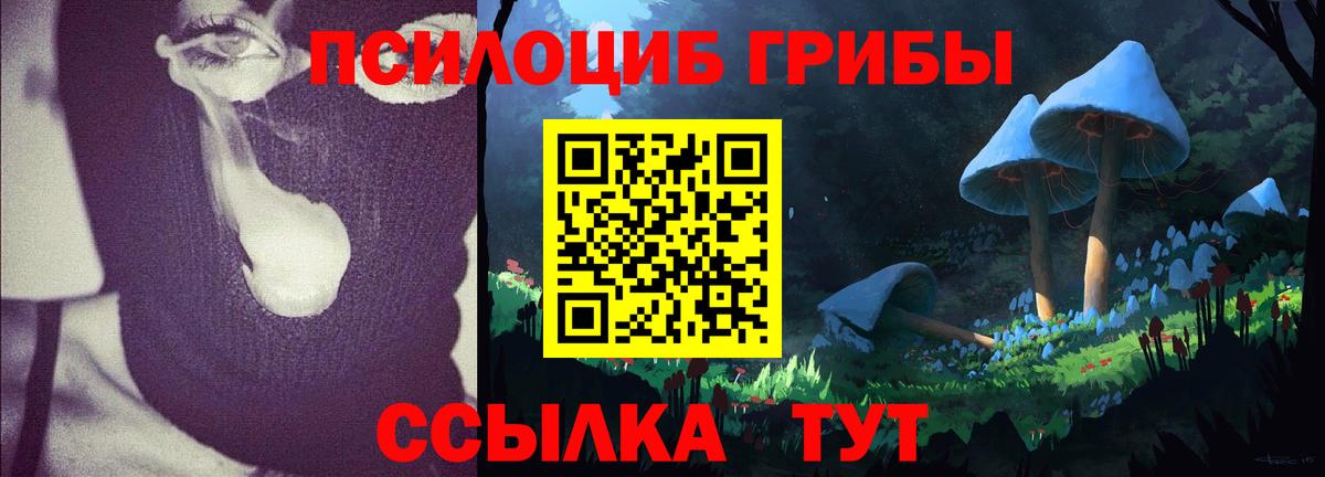 Галлюциногенные грибы Psilocybine cubensis Камышин